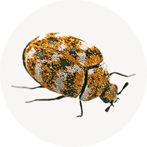 Carpet Beetle