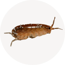 Chigoe Flea