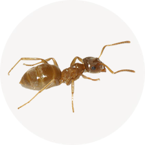 Larger Yellow (Citronella) Ant