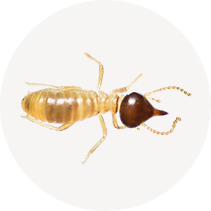 Conehead Termite