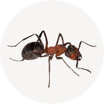 Cornfield Ant