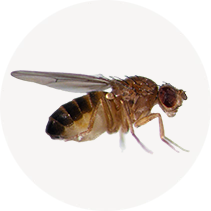 Dark-eyed Fruit Fly