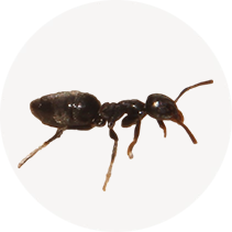 Difficult Ant