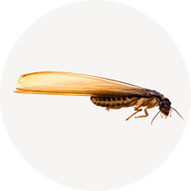 Eastern Subterranean Termite