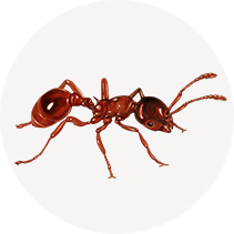 European Fire Ant