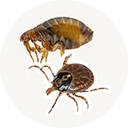 Fleas & Ticks