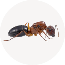 Florida Carpenter Ant