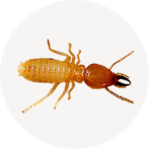 Formosan Subterranean Termite