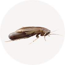 German Cockroach