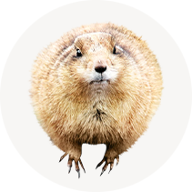 Gophers – Pest Control Superstore