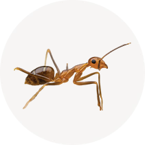 Hawaiian Carpenter Ant