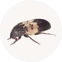 Larder Beetle