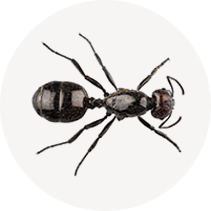 Little Black Ant