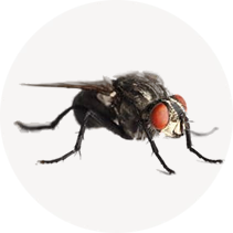 Little House Fly