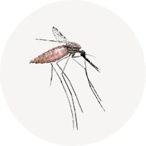 Malaria Mosquitoes