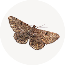 Moths (Turf & Ornamental)