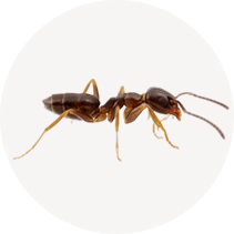 Odorous House Ant