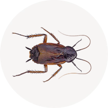 Oriental Cockroach