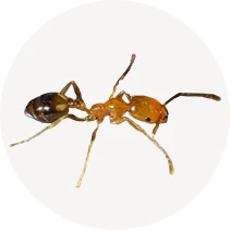 Pharaoh Ants