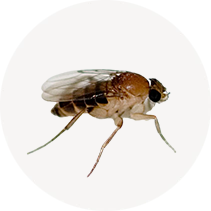 Phorid Fly