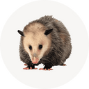 Possum / Opossum Control