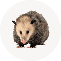 Possum / Opossum Control