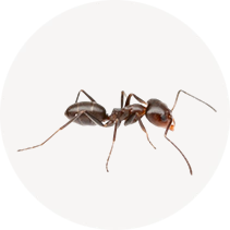 Pyramid Ant