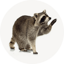 Raccoons