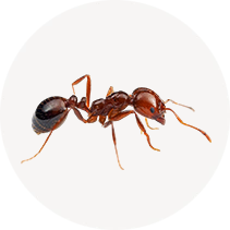 Red Imported Fire Ant