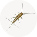 Silverfish