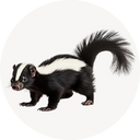 Skunks