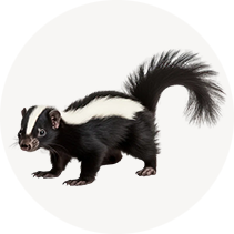 Skunks