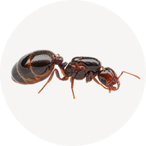 Southern Fire Ant