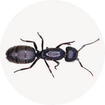 Western Black Carpenter Ant