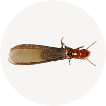 Western Drywood Termite