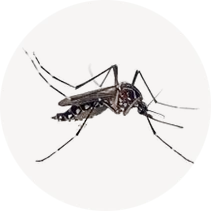 Yellow Fever Mosquito