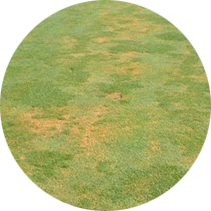 Anthracnose