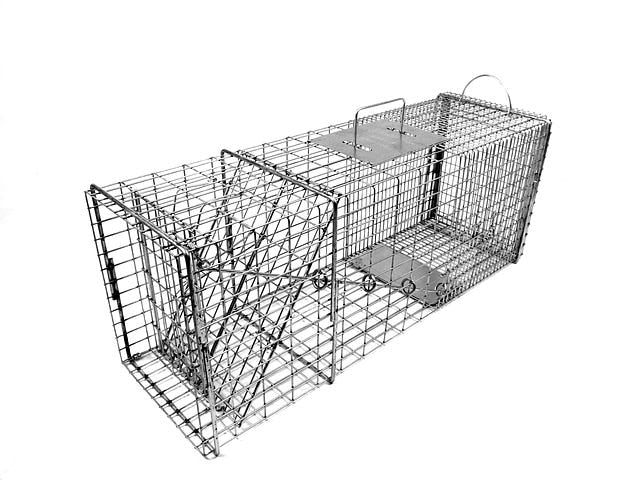 Model 608 Raccoon Trap with Easy Release Door