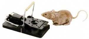 Snap-E Mouse Trap - Box of 24