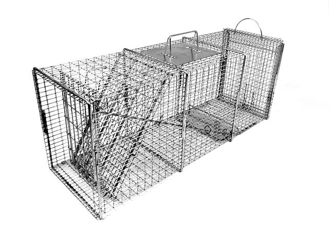 Raccoon Trap with One Trap Door Rear Access Door