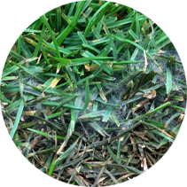 Pythium Blight