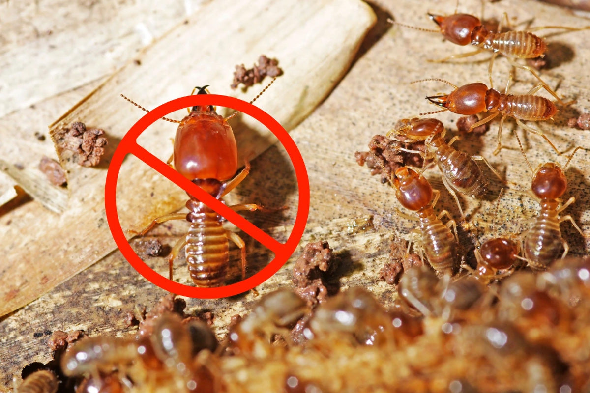 Termites Riddle Termites – Pest Control Superstore