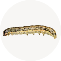 Army Worms