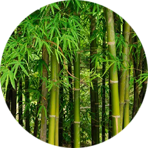 Bamboo