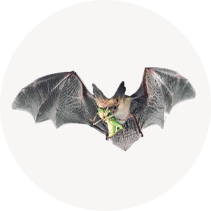 Bats