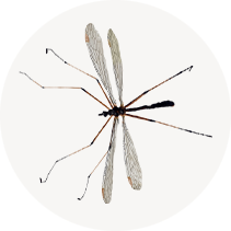 Crane flies