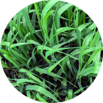 Crabgrass