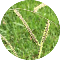 Dalisgrass