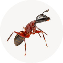 Fire Ant