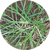 Goosegrass